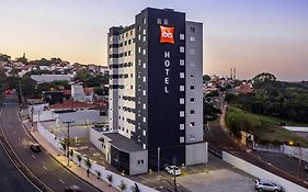 Ibis Americana